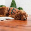 GF Pet Heritage Sweater - Hazel - XS