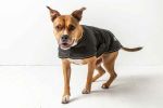 GF Pet Blanket Jacket - Black - XL