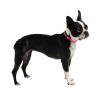 GF PET Reflective Collar - Neon Pink - L WIDE