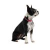 GF PET Reflective Collar - Red - XS