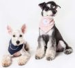 Touchdog 'Dizzy-Eyed Cyclops' Cotton Velcro Dog Bandana and Scarf